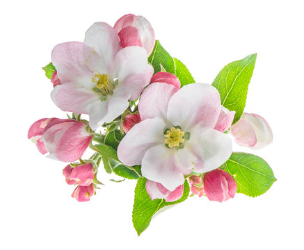 Apple Blossom