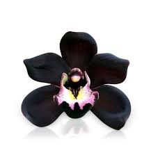 Black Orchid