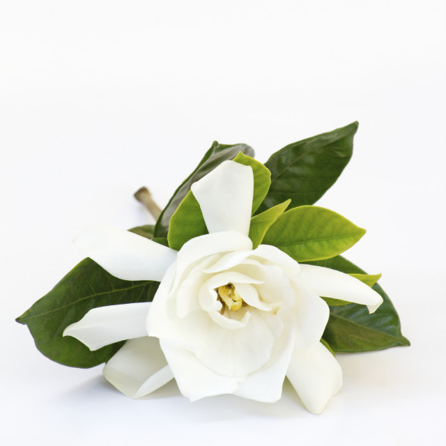 Gardenia