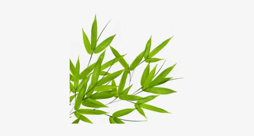 Bamboo Leaves